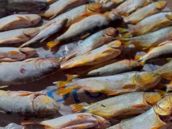 Polícia Militar prende homem com 200 quilos de pescado irregular dentro de carro