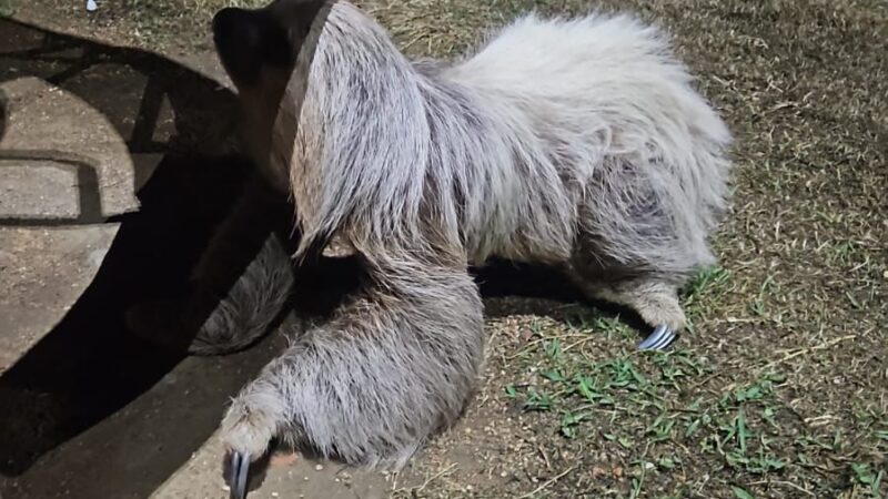 Corpo de Bombeiros resgata (bicho-preguiça) em uma praça no bairro Guaranorte em Guarantã do Norte.