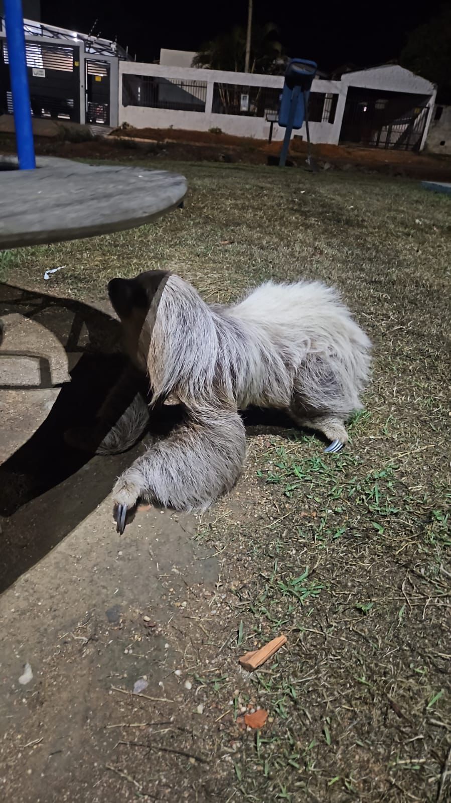 Corpo de Bombeiros resgata (bicho-preguiça) em uma praça no bairro Guaranorte em Guarantã do Norte.