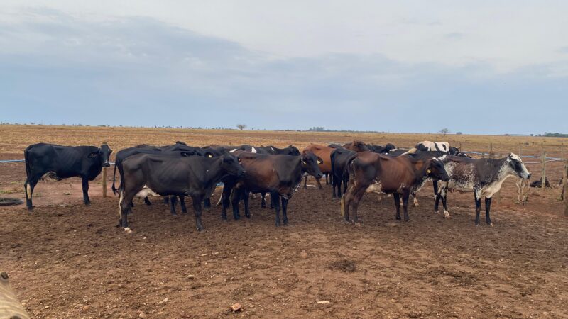 “Sem o programa de melhoramento genético do Governo de Mato Grosso, a cooperativa não sobreviveria”, afirma produtor de Bom Jesus do Araguaia