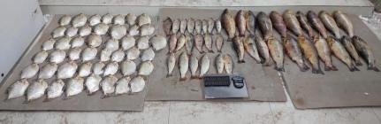 Polícia Ambiental apreende 86 peixes e aplica mais de R$ 20 mil em multas na MT-040