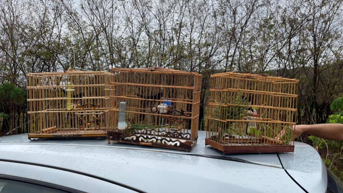 Dupla é presa capturando pássaros em zona rural de Confresa