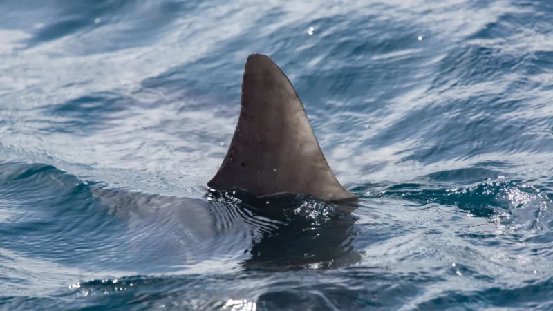 Surfista morre após ataque de tubarão em praia na Austrália