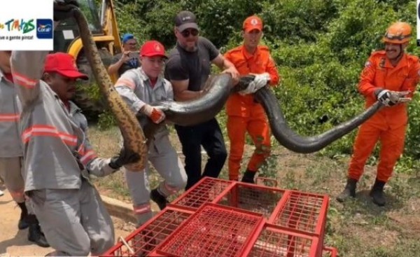 Sucuri de 5 metros é capturada por bombeiros em Sorriso
