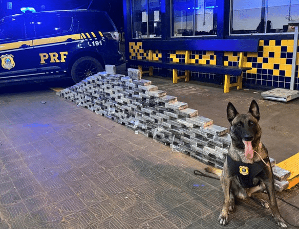 Cão farejador encontra 176 quilos de drogas em caminhão em MT; motorista preso