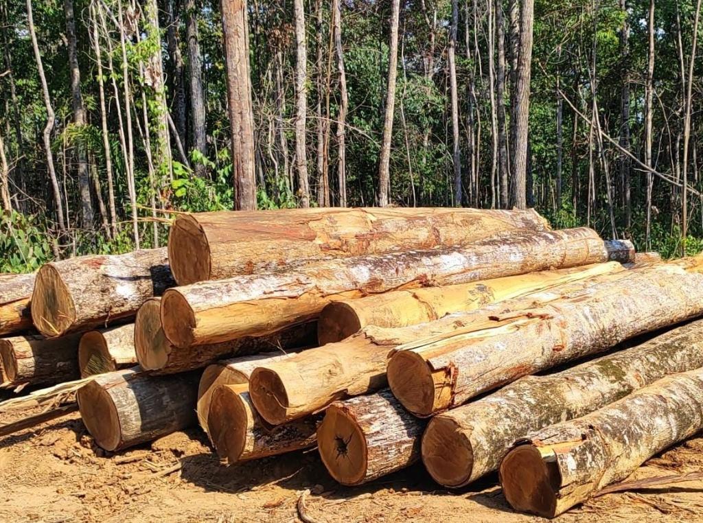 Sema apreende trator e madeira ilegal durante operação no Nortão