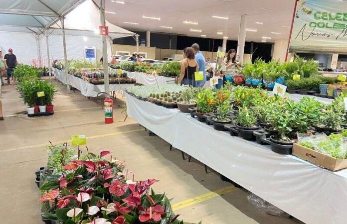 15ª Expo Verde e Flor será realizada no mês de dezembro em Alta Floresta