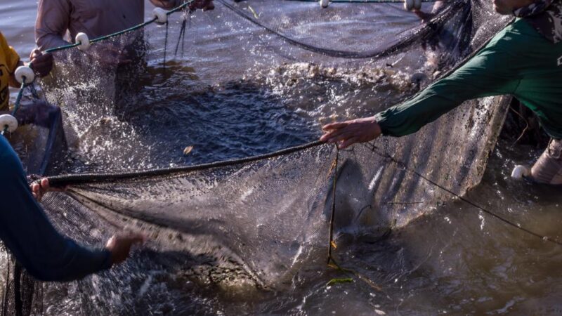 Sedec e Prefeitura de Paranaíta firmam convênio para instalar fábrica municipal de ração para peixes