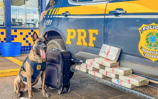 PRF apreende mais de 13 quilos de drogas com passageiros de ônibus em Mato Grosso
