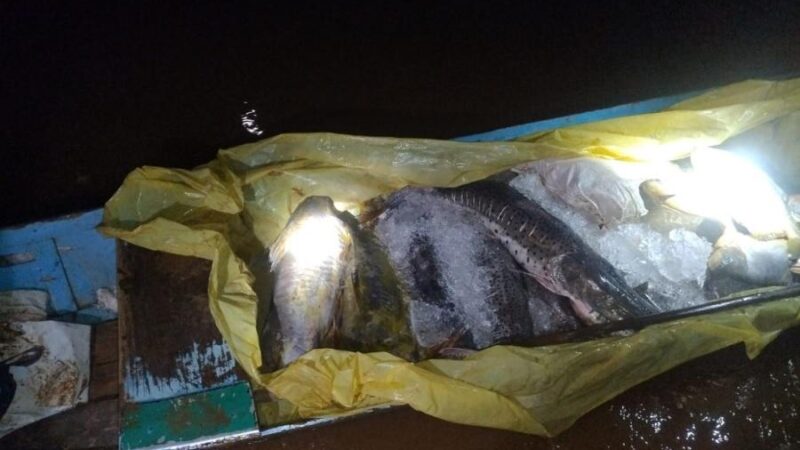 Batalhão Ambiental da PM apreende 182 quilos de pescado irregular durante fiscalização no Rio Vermelho