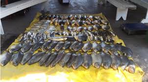 Pescadores que desrespeitaram Piracema em Mato Grosso levam R$ 250 mil em multas; 7 detidos