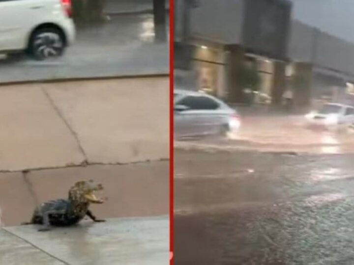 Temporal em Cuiabá tem ruas alagadas, filhote de jacaré e transtornos; veja vídeos