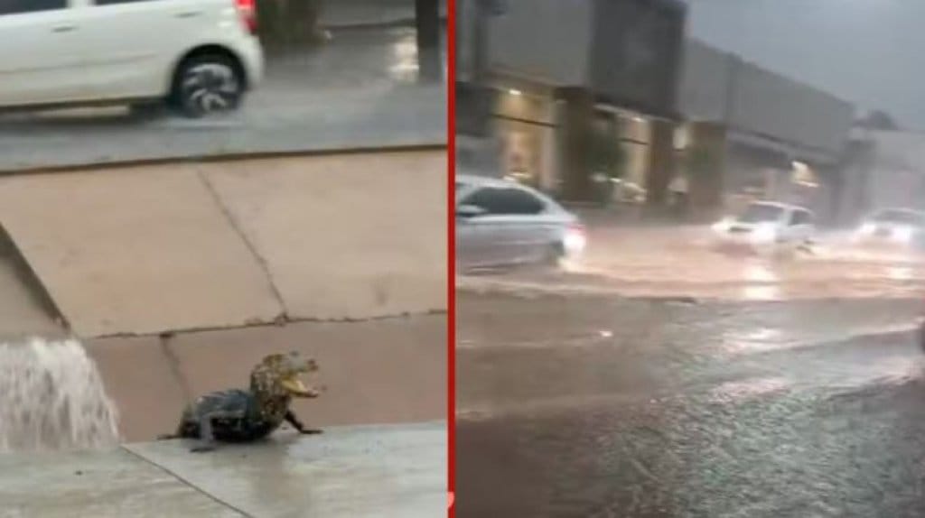 Temporal em Cuiabá tem ruas alagadas, filhote de jacaré e transtornos; veja vídeos