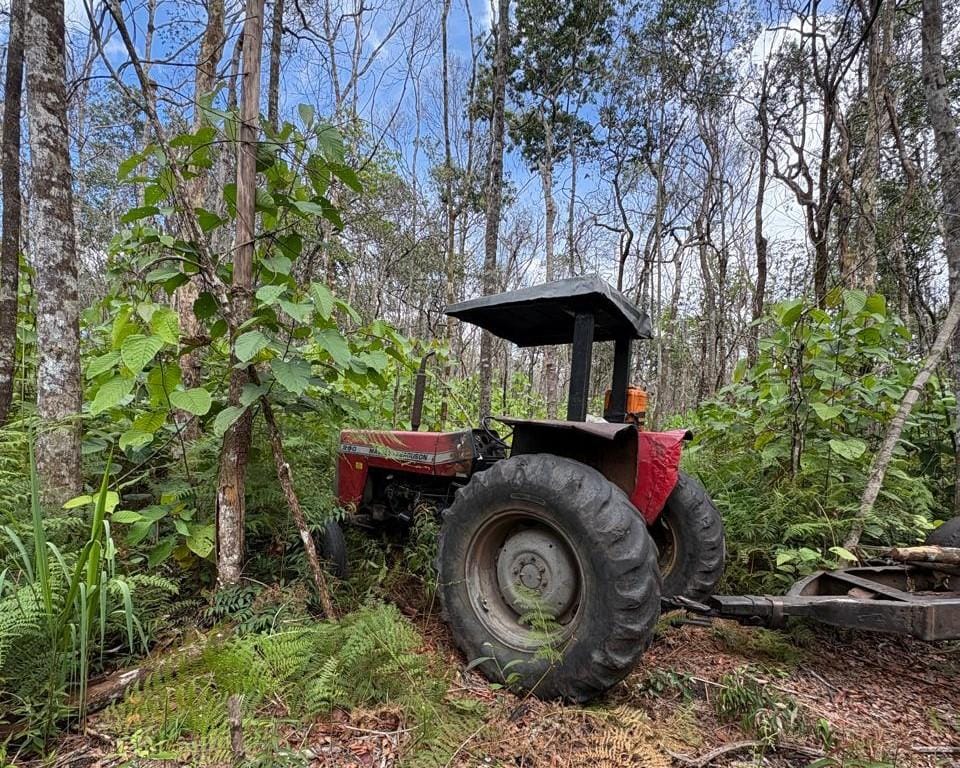 Polícia Civil e Funai derrubam esquema de extração ilegal de madeira em Terra Indígena
