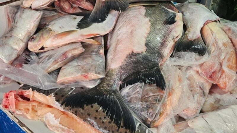 Cuiabá faz decreto que garante legalidade à comercialização de peixe na feira do Praeirinho