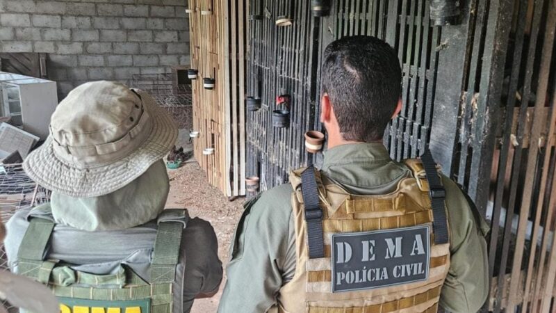 Polícia Civil e Sema fecham  rinha de galos em Várzea Grande e prendem suspeito