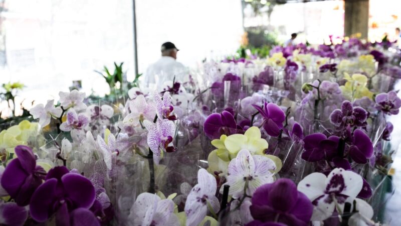 Flores movimentam a economia no 23º Festival de Orquídeas em Cuiabá