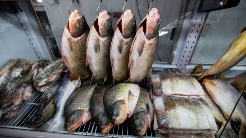 Confira os locais para comprar peixe com preço acessível, venda inicia na segunda-feira