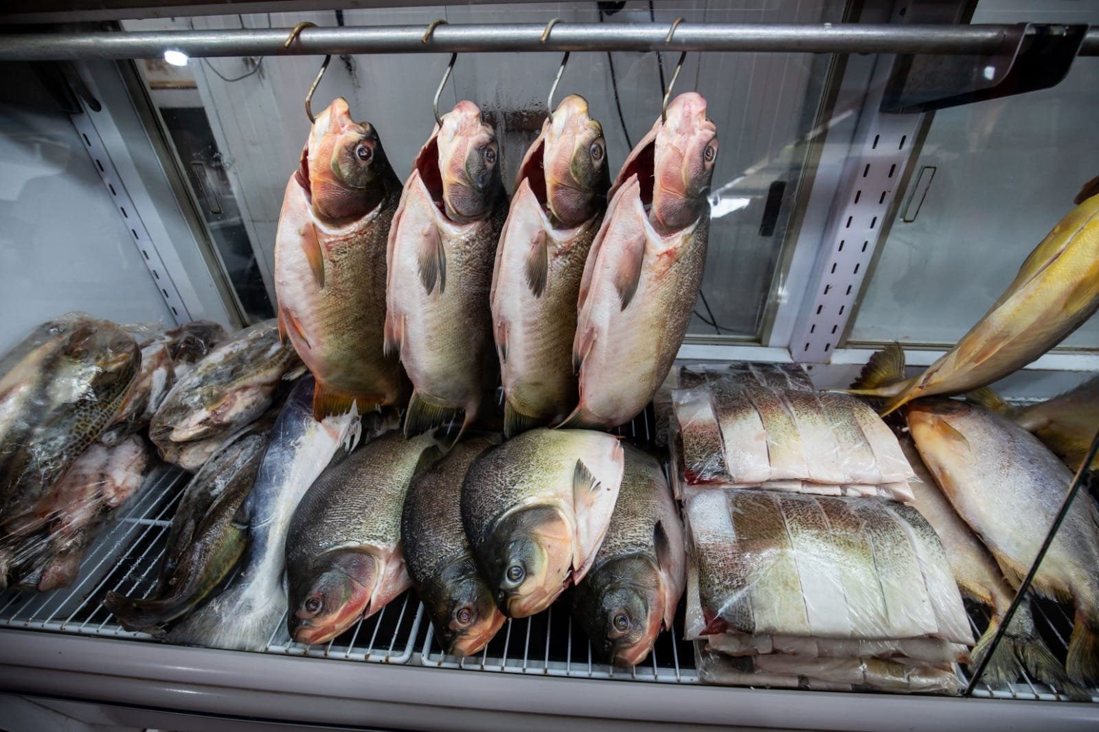 Confira os locais para comprar peixe com preço acessível, venda inicia na segunda-feira