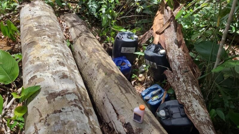 Operação da Polícia Ambiental  flagra desmate ilegal em Mato Grosso e quatro são detidos