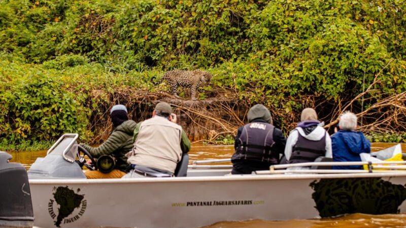 Projeto busca eliminar os desafios silenciosos do turismo de observação de onças em MT
