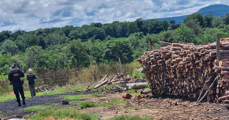 Polícia Federal resgata doze homens de trabalho análogo à escravidão em carvoaria de MT