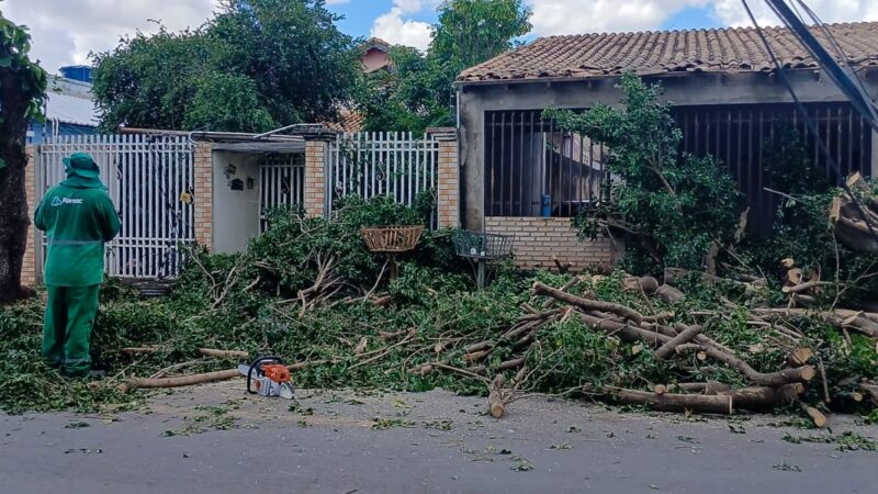 Força-tarefa retira árvores caídas e desobstruí ruas e avenidas após vendaval