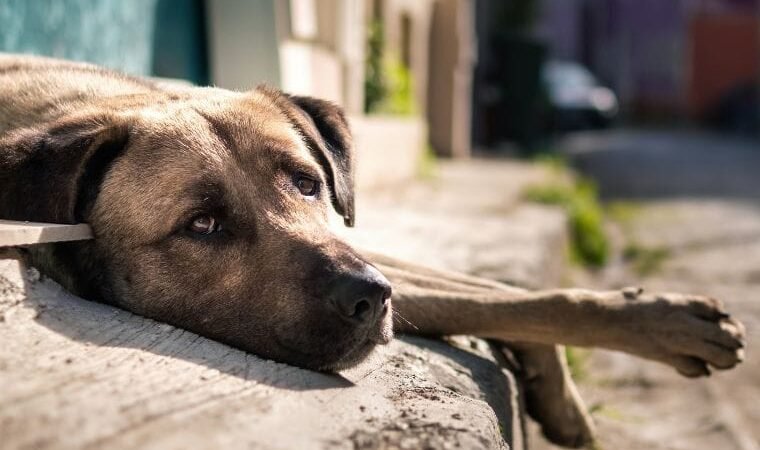 Ministério Público aciona casal por abandono de animais e exige pagamento de R$ 200 mil