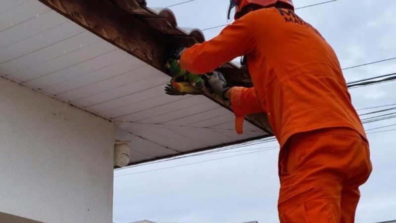 Corpo de Bombeiros resgata filhotes de papagaio presos em fios e serpente ferida