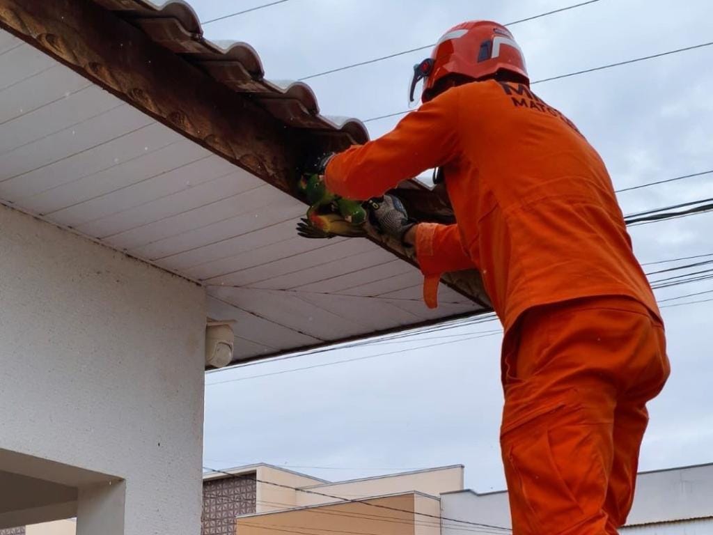Corpo de Bombeiros resgata filhotes de papagaio presos em fios e serpente ferida