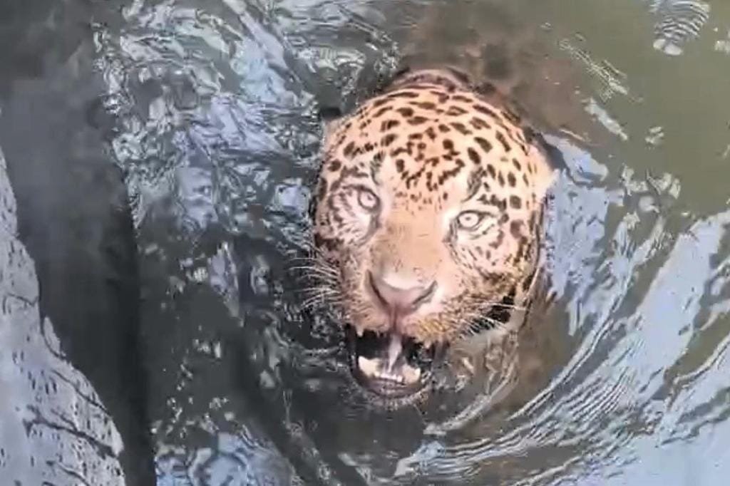 Onça-pintada resgatada de canal de usina em Mato Grosso é devolvida à natureza