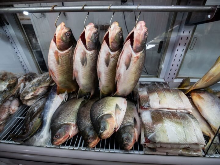 Confira os locais para comprar peixe com preço acessível, venda inicia nessa segunda-feira