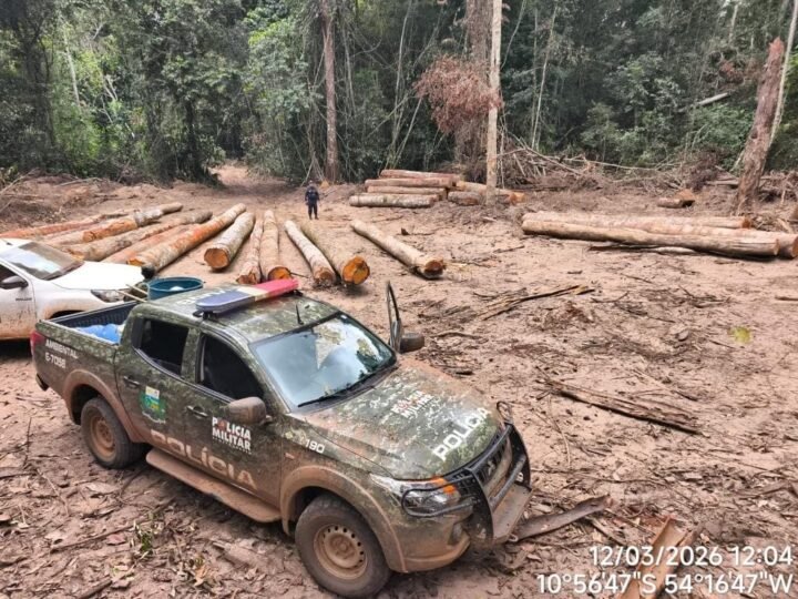Operação apreende mais de 174 m³ de madeira ilegal em área de preservação em MT
