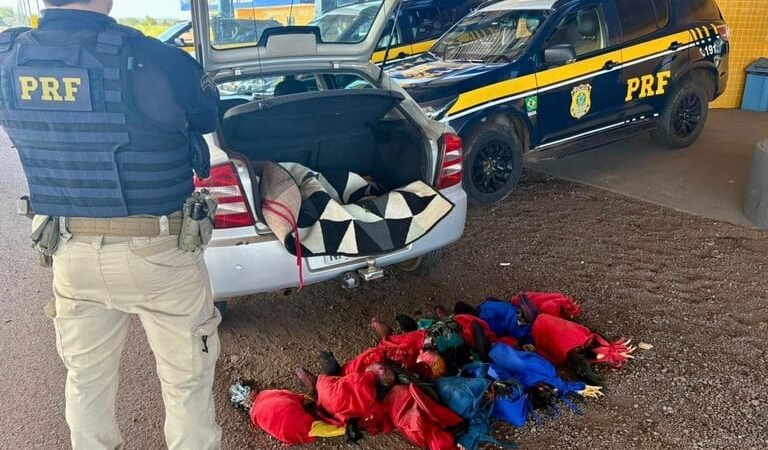 PRF apreende 13 aves exóticas durante fiscalização em rodovia federal em MT