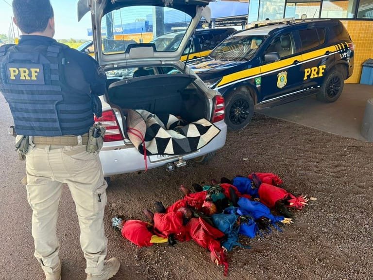PRF apreende 13 aves exóticas durante fiscalização em rodovia federal em MT