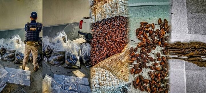 PRF apreende mais de meia tonelada de matéria-prima para produção de drogas na BR-070