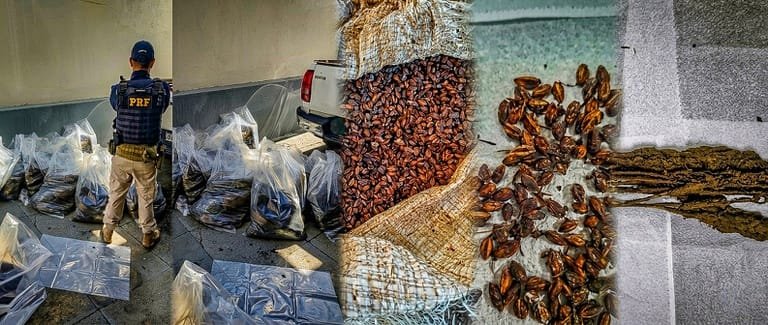 PRF apreende mais de meia tonelada de matéria-prima para produção de drogas na BR-070