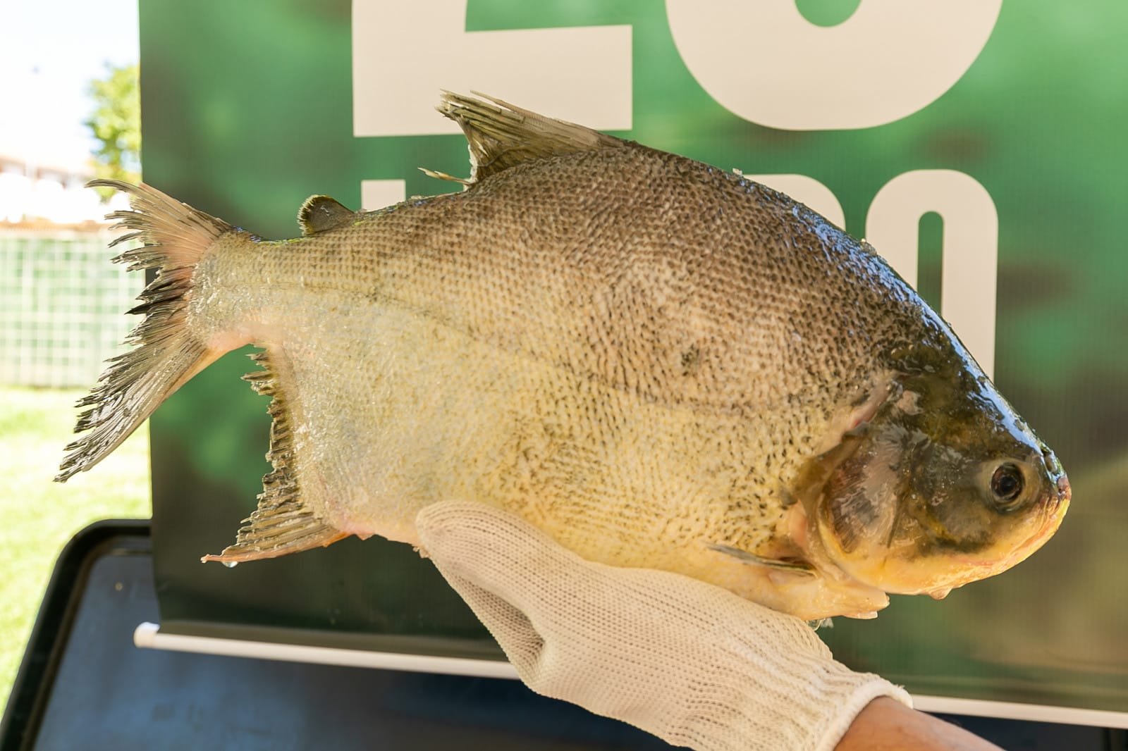 Peixe a R$ 25 segue até 12h desta sexta em Cuiabá