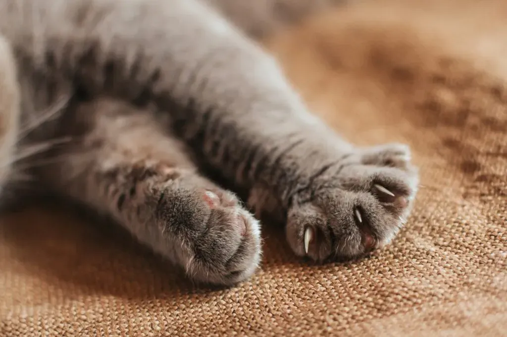 Polícia Civil indicia suspeito de matar gato a pauladas no interior de MT