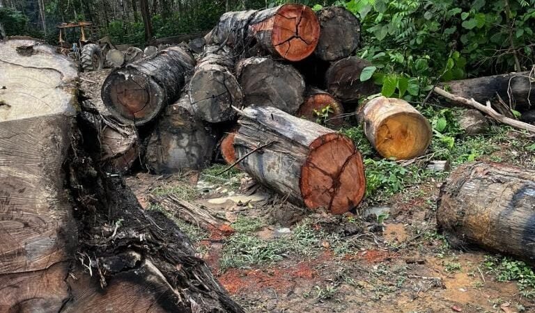 Sema apreende máquinas e aplica multa de R$ 200 mil por extração ilegal em Mato Grosso