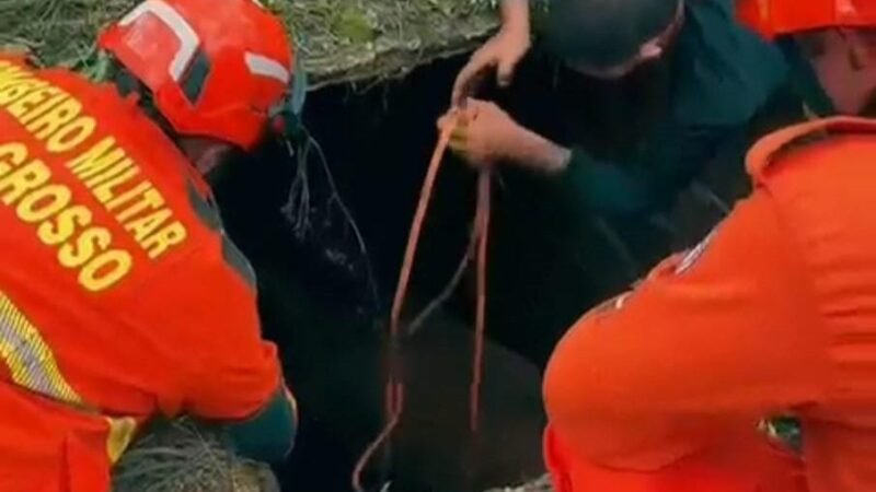 Corpo de Bombeiros resgata cavalo que caiu em fossa de três metros de profundidade