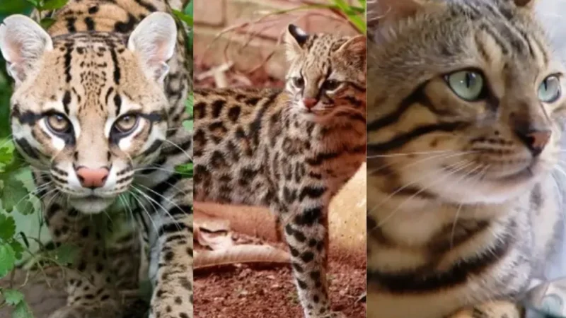 Proprietária terá que pagar multa após “mini leopardo doméstico” atacar criança em casa vizinha