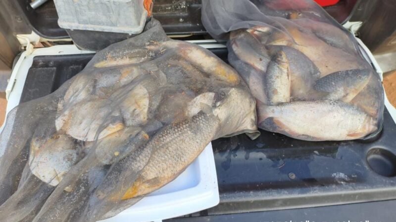 Batalhão Ambiental da PM prende homem com pescado ilegal em caminhonete