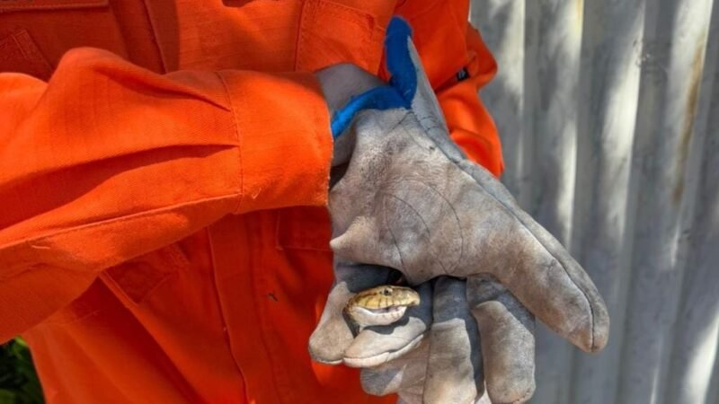 Corpo de Bombeiros captura cobra jararaca em residência em Confresa
