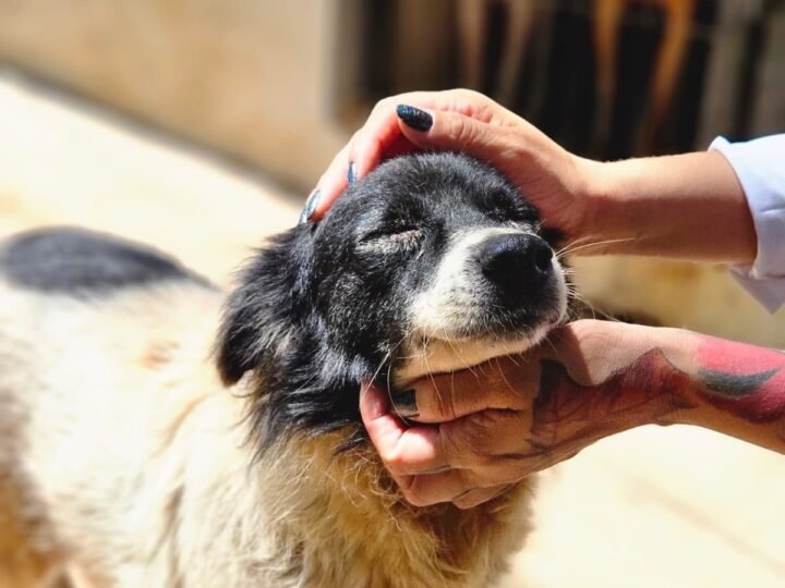 Prefeitura de Cuiabá promove mutirão de vacinação e adoção de animais no Passaredo