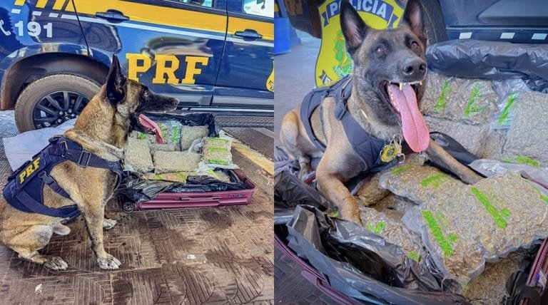 Passageira é apreendida com 11 kg de skunk em ônibus na rodovia BR-364 em MT
