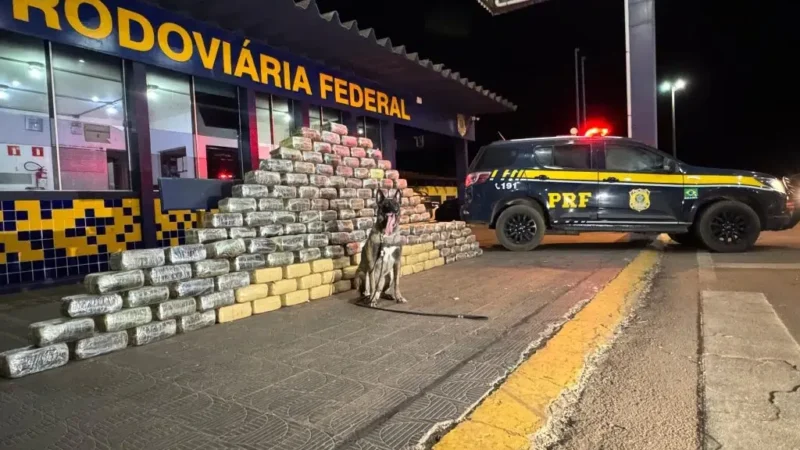 PRF apreende mais de meia tonelada de skunk escondidos em fundo falso de caminhão