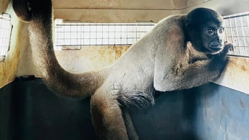 Macacos-barrigudos resgatados em MT são enviados para santuário em MG