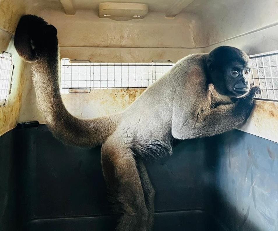 Macacos-barrigudos resgatados em MT são enviados para santuário em MG