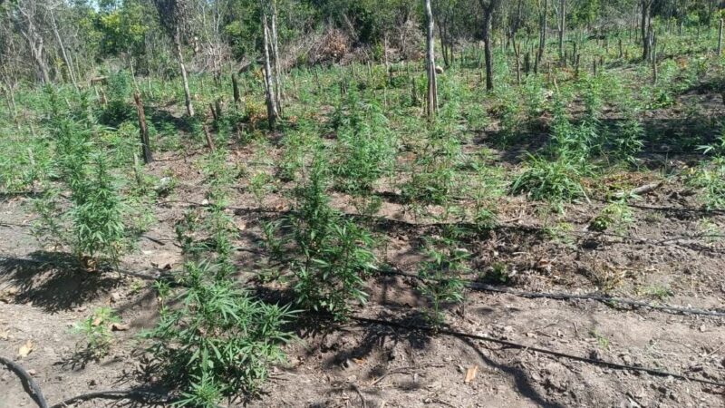 PM impede invasão de fazenda de viúva e flagra plantação com 5 mil pés de maconha em MT